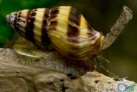 Clea helena (puž ubica)