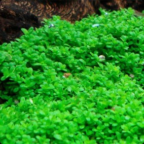 Hemianthus callitrichoides “Cuba“