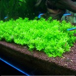 Hemianthus micranthemoides