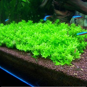Hemianthus micranthemoides