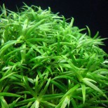 Heteranthera zosterifolia