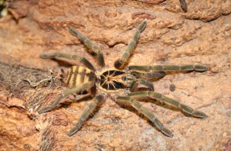 Patuljasta tarantula