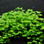 Hydrocotyle tripartita sp.“Japan“