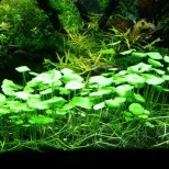 Hydrocotyle verticillata