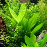 Hygrophila corymbosa