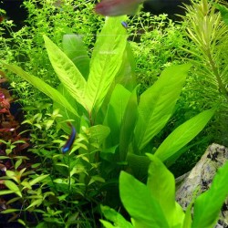 Hygrophila corymbosa