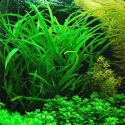 Hygrophila corymbosa ‘Angustifolia’