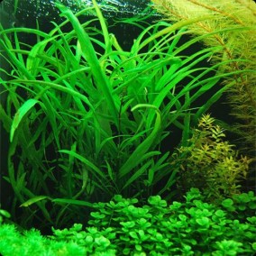 Hygrophila corymbosa ‘Angustifolia’