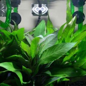 Hygrophila corymbosa ‘Siamensis’