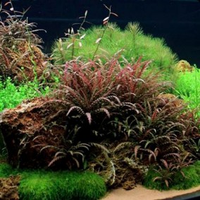 Hygrophila pinnatifida