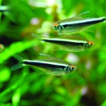 Hyphessobrycon herbertaxelrodi – crna neonka
