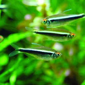 Hyphessobrycon herbertaxelrodi – crna neonka