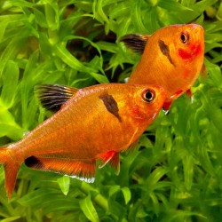 Hyphessobrycon eques-Serpa