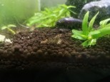 Tiger shrimp