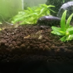 Tiger shrimp