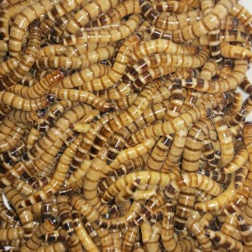 Fobasi