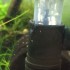Carbon blue rili shrimp