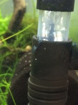 Carbon blue rili shrimp