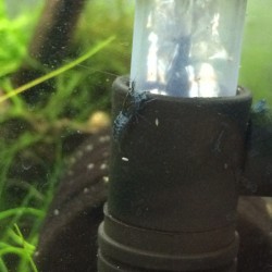 Carbon blue rili shrimp