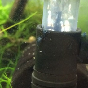 Carbon blue rili shrimp
