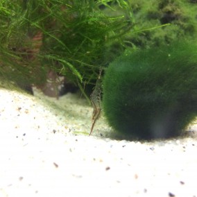 Caridina gracilirostris