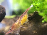 Red Cherry shrimp