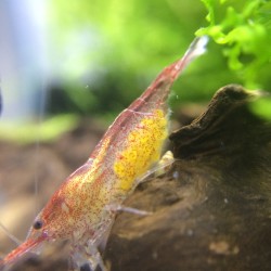 Red Cherry shrimp