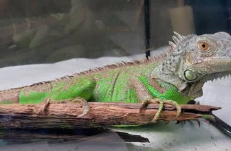 Iguana-Da ili Ne