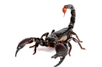 Imperator zastrašujuće velika škorpija
