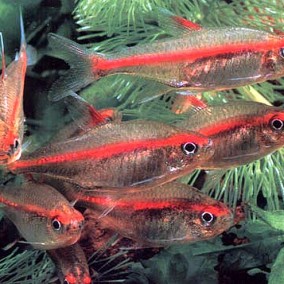 Hemigrammus erythrozonus – gracilis