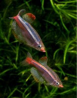 Tanichthys albonubes – kardinal