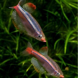 Tanichthys albonubes – kardinal