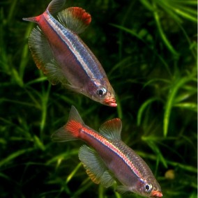 Tanichthys albonubes – kardinal