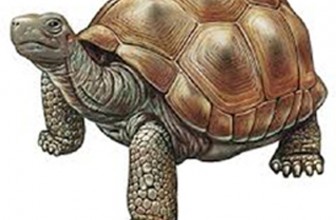 Bolesti akvarijumskih kornjača