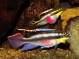 Kribenzis-Pelvicachromis pulcher