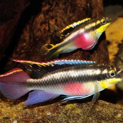 Kribenzis-Pelvicachromis pulcher