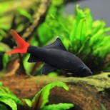 Epalzeorhynchos (Labeo) bicolor-bikolor