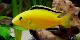 Labidochromis caeruleus