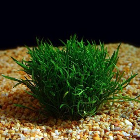 Lilaeopsis brasiliensis