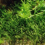 Lilaeopsis mauritiana