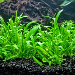 Lilaeopsis novae-zelandiae