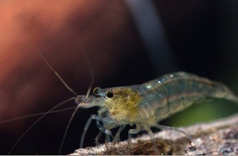 Malawa Shrimp
