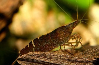 Malaya Shrimp