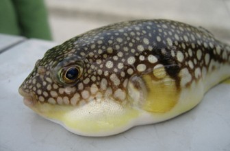 Masnoća