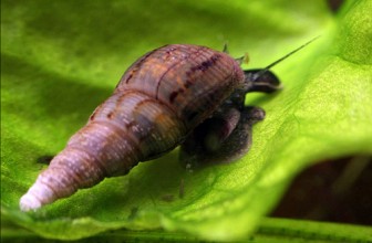 Melanoides tuberculata