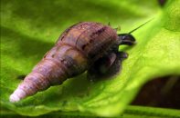 Melanoides tuberculata