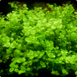 Micranthemum umbrosum