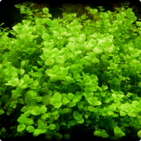 Micranthemum umbrosum