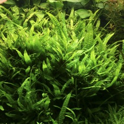 Microsorum pteropus ‘Narrow’