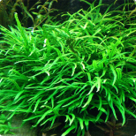 Microsorum pteropus ‘Trident’